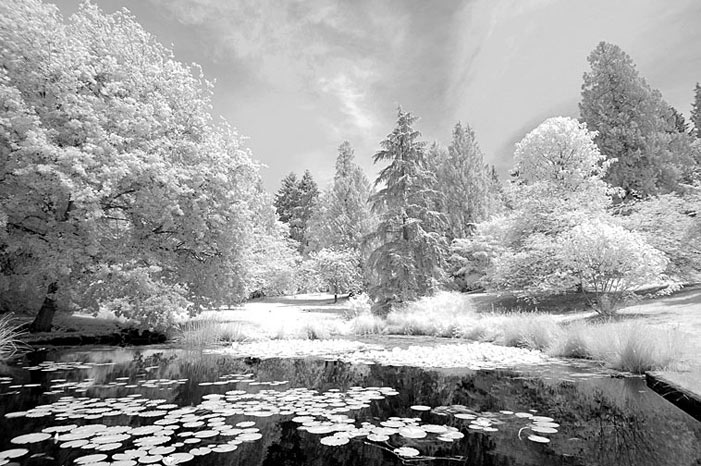 B & W digital infrared image