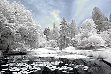 Color digital infrared image