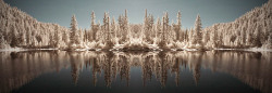 54d2f82bdc310-treemirror.jpg