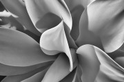 infrared-botanical-black-and-white-infrared-photo