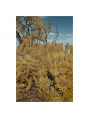 infrared-botanical-del-mar-california-photo