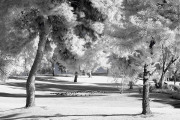 infrared-landscape-pines-photo