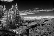 infrared-photography-landscape-pines-oregon