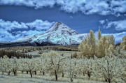 infrared-photography-oregon-landscape
