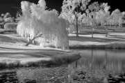 infrared-scenic-trees-pond