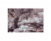 inrared-poplar-tree-woods-photo-landscape