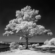04-Donald-Withers-Infrared-Gallery