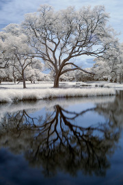 17-Donald-Withers-Infrared-Gallery