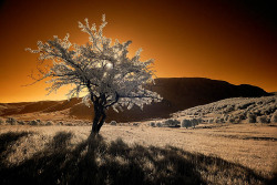 54e8bf1ce3ec0-infrared_sunrise_by_lucyfer77-d46b8vp.jpg