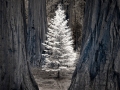 54de7ead9f630-sequoia2012_0283-edit.jpg