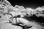 gordon-bain-infrared-gallery-54