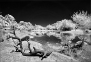 gordon-bain-infrared-gallery-65