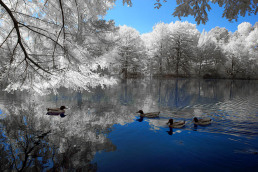 16-infrared-photography-manish-mamtani