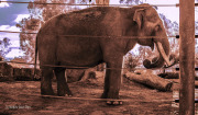 elephant2-web