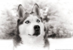 5362f7610a748-Web-Nanook-IR-10-5-13