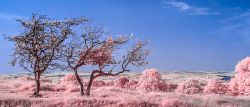 View from Hadrian's Wall (near Hexham) - IR