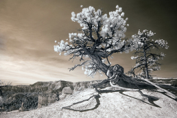 1-infrared-photography-mike-irwin