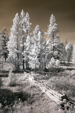 18-infrared-photography-mike-irwin