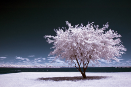 6-infrared-photography-mike-irwin