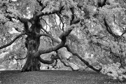 IMG60_1616a-vahe-peroomian-infrared-gallery