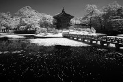 _MG_4056-vahe-peroomian-infrared-gallery