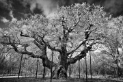 _MG_5008a-vahe-peroomian-infrared-gallery
