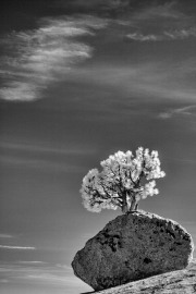 _MG_7701-Edit-vahe-peroomian-infrared-gallery