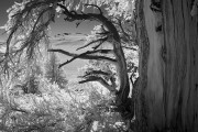 _MG_8434-vahe-peroomian-infrared-gallery