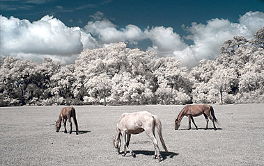 Photoshoot – Cumberland Island