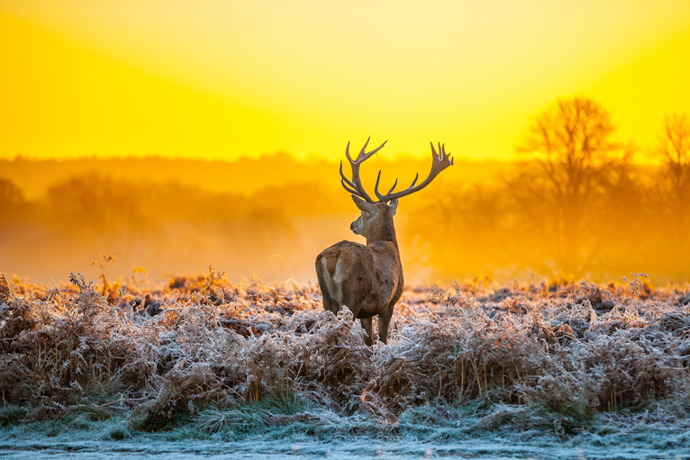 Richmond Park