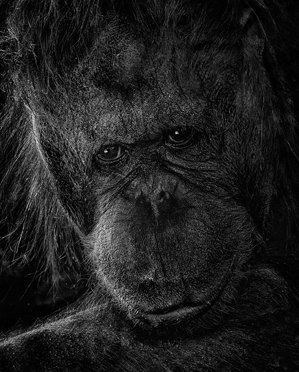 phoenix zoo image of orangutan 