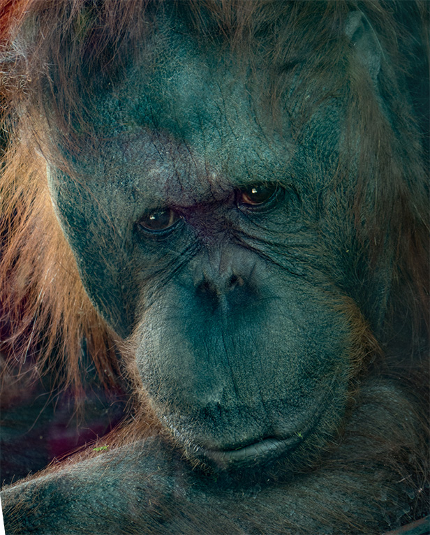 phoenix zoo orangutan