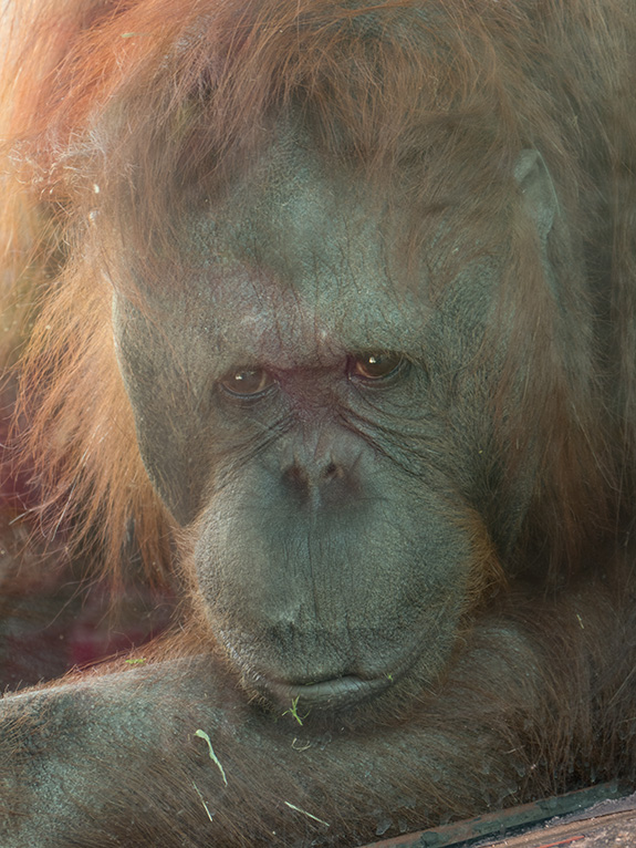 orangutan image capture
