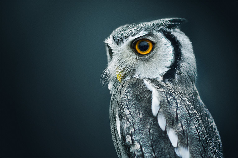 curious_owl