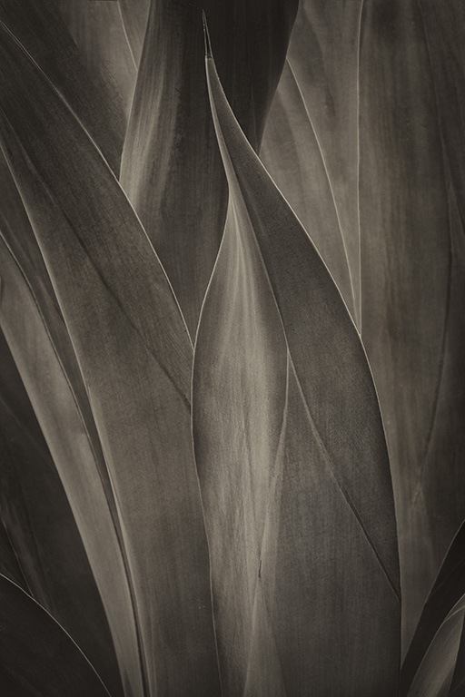 agave final image by bob coates photography