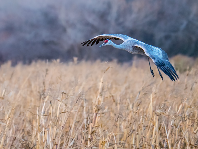 sandhill crane photo by bob coates photography