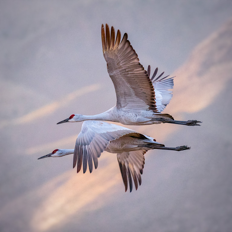 sandhill cranes photo by bob coates photography
