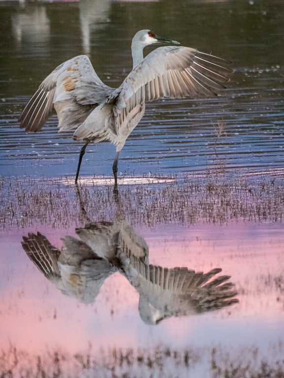 sandhill cranes photo by bob coates photography