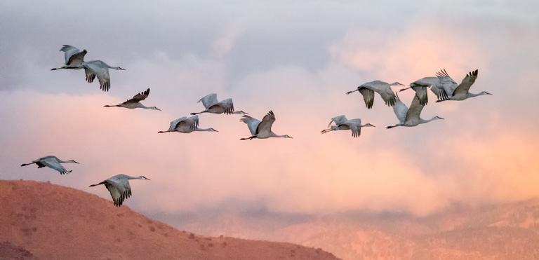 sandhill cranes by bob coates photography