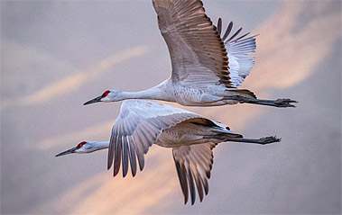 Bosque del Apache Wildlife Refuge