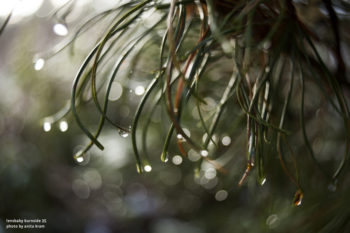 Lensbaby Burnside 35mm f/2.8 Lens
