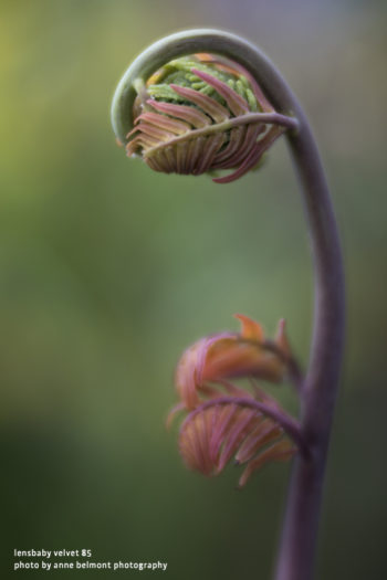 Lensbaby Velvet 85mm f/1.8 Lens