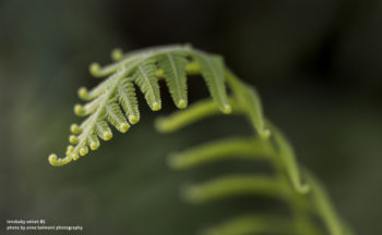 Lensbaby Velvet 85mm f/1.8 Lens