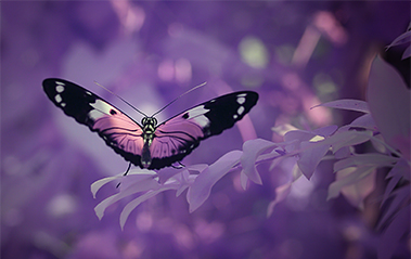 Butterflies in Hyper Color Infrared