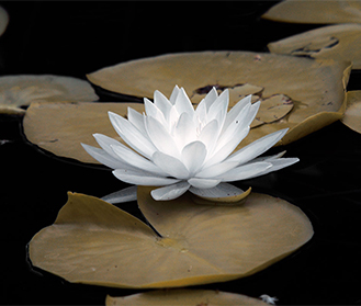 Water Lilies in Infrared