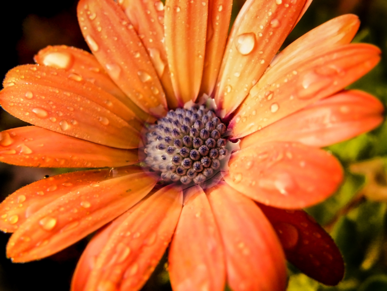 how-to-photograph-flowers