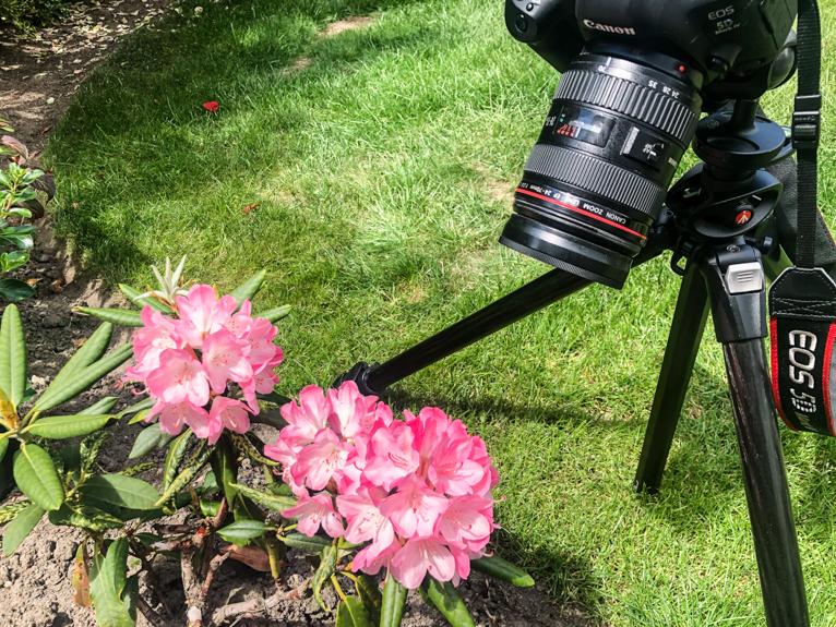 how-to-photograph-flowers