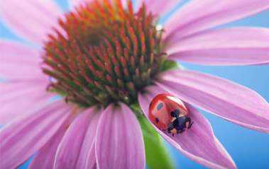 How To Photograph Flowers