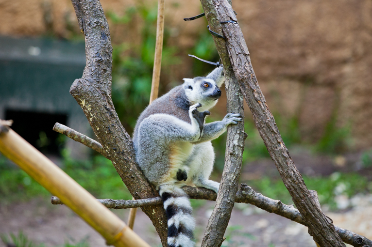 photographing-the-zoo