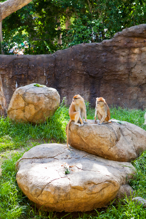 photographing-the-zoo